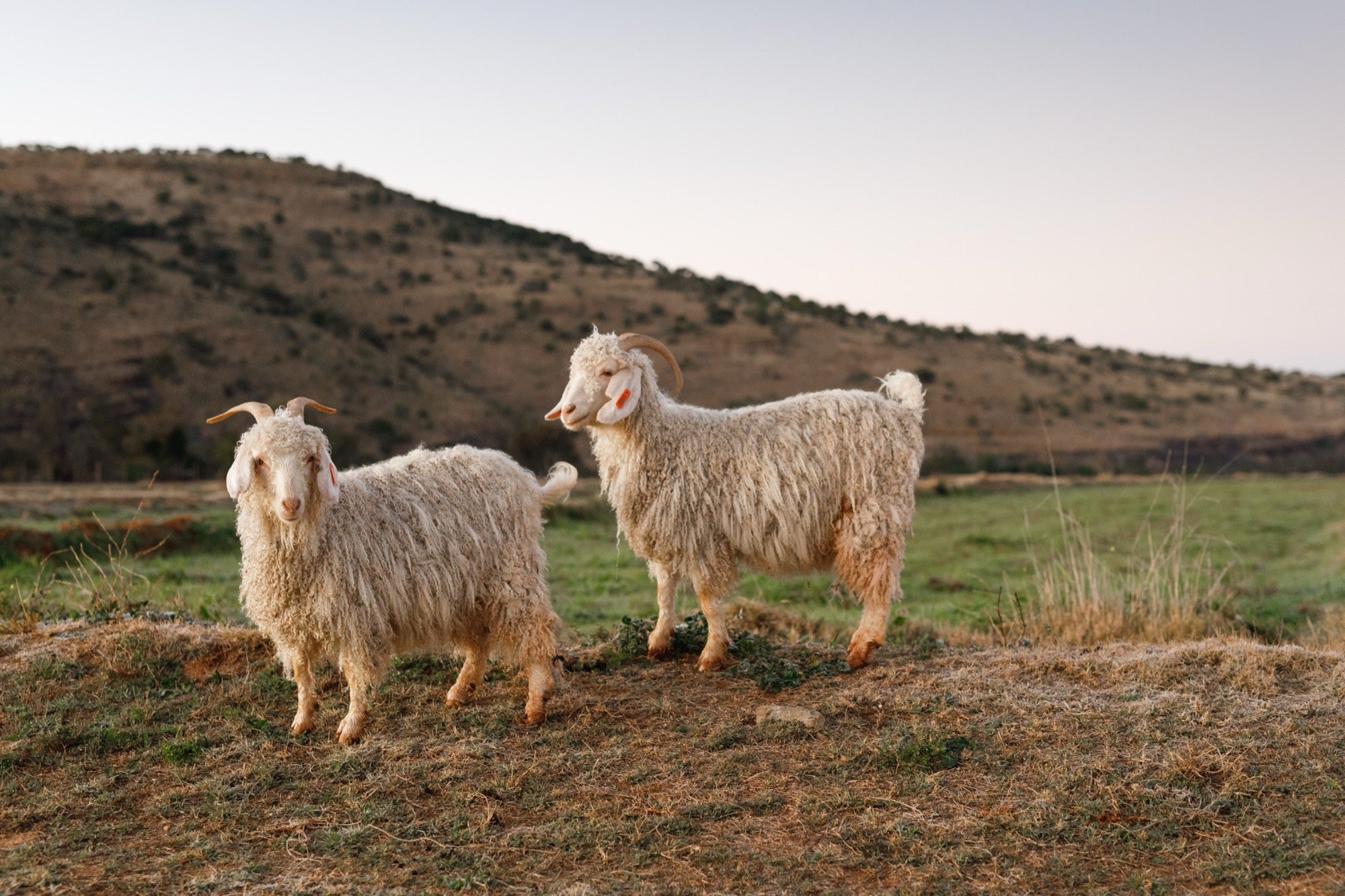 Two Angora goats in late sun, South Africa