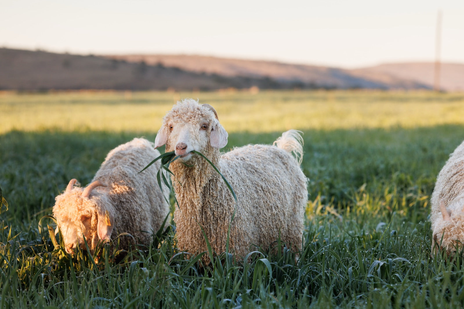 An Angora doe in late afternoon