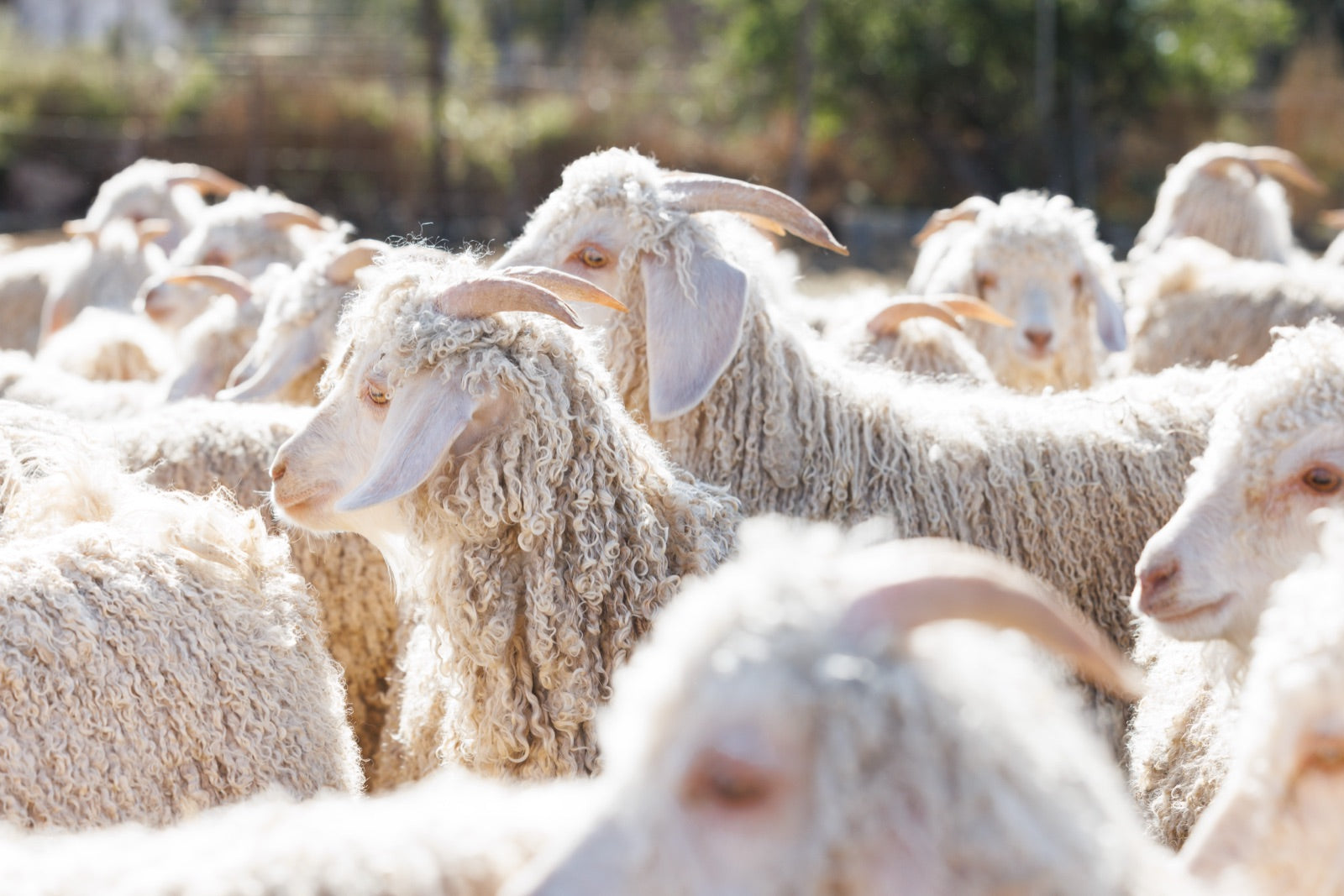 Herd fur detail