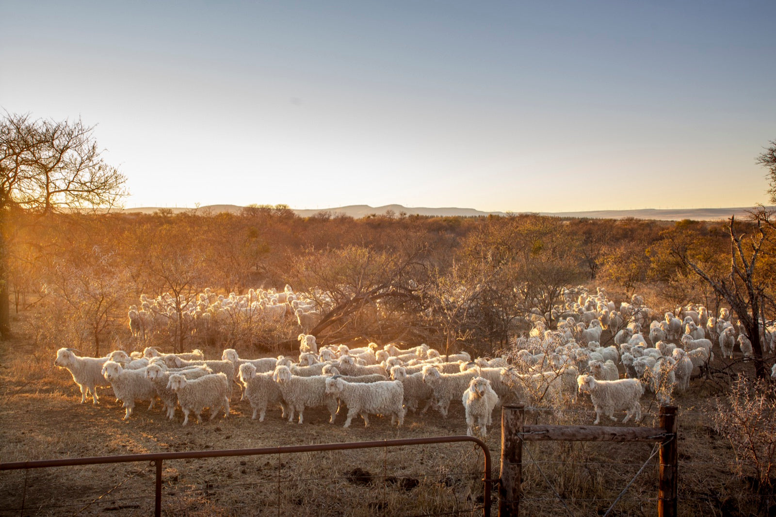 The Karoo in late winter, with the pasture-grazed herd