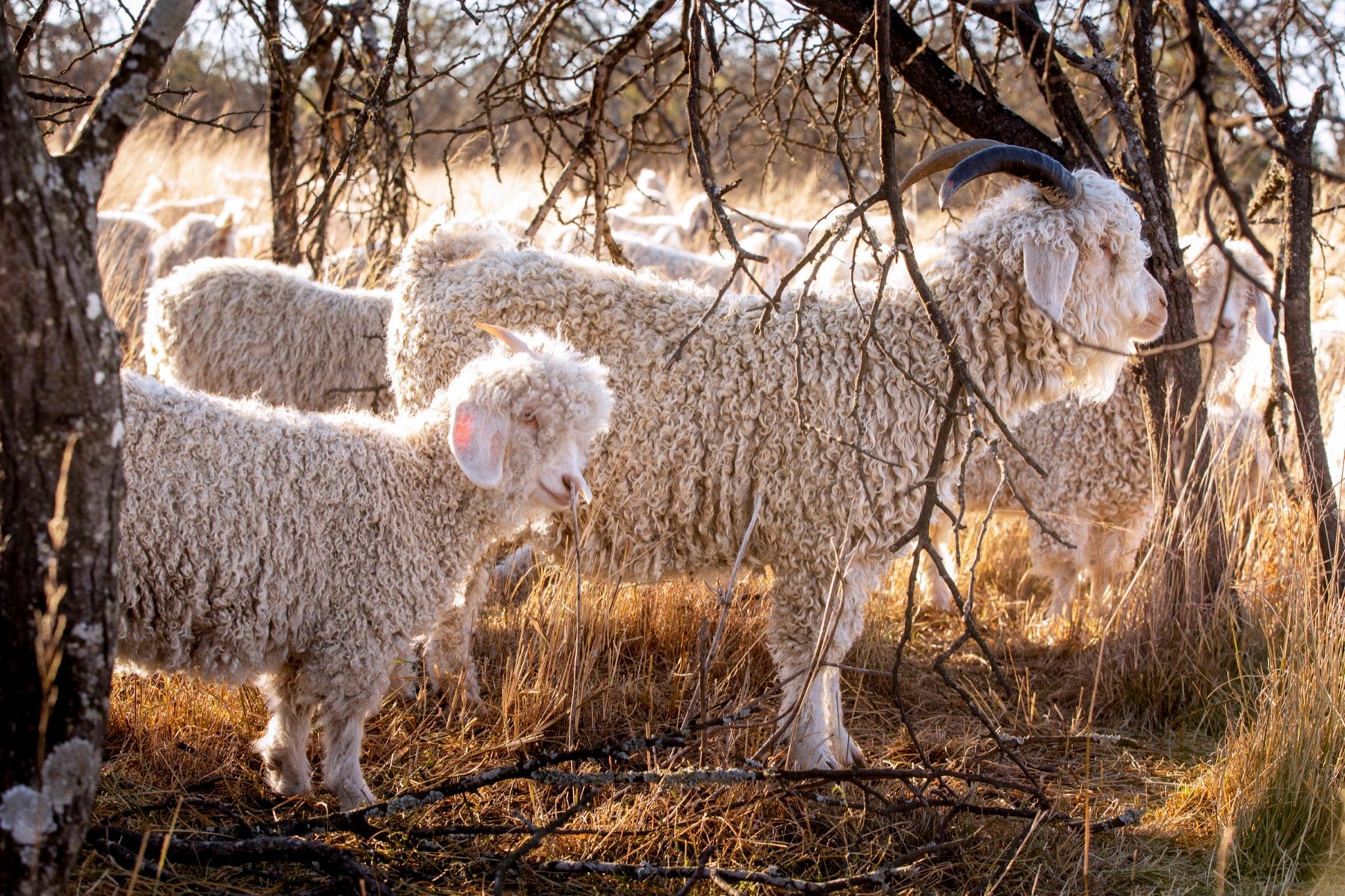 Soft sunset herd at the farm