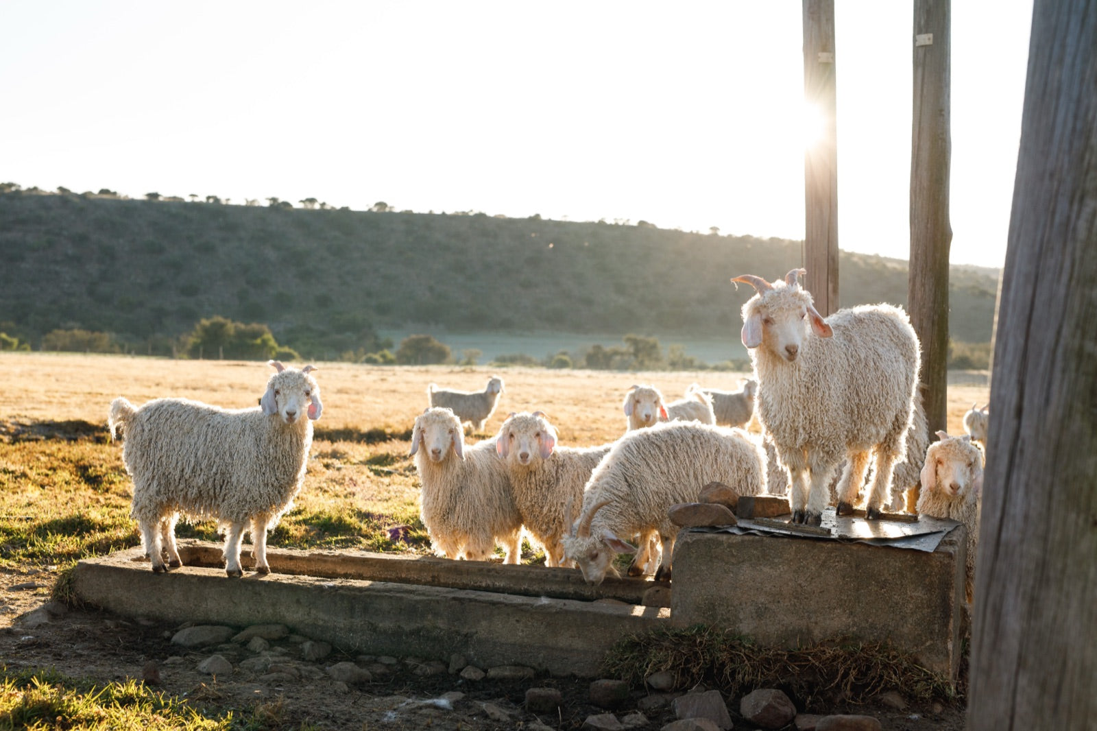 Angora herd at the feeder, late sun